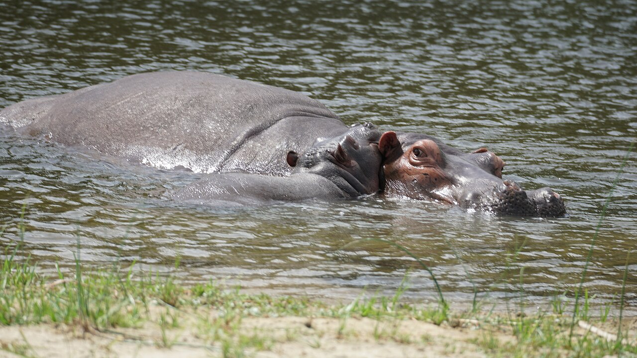 Hippopotamus with baby