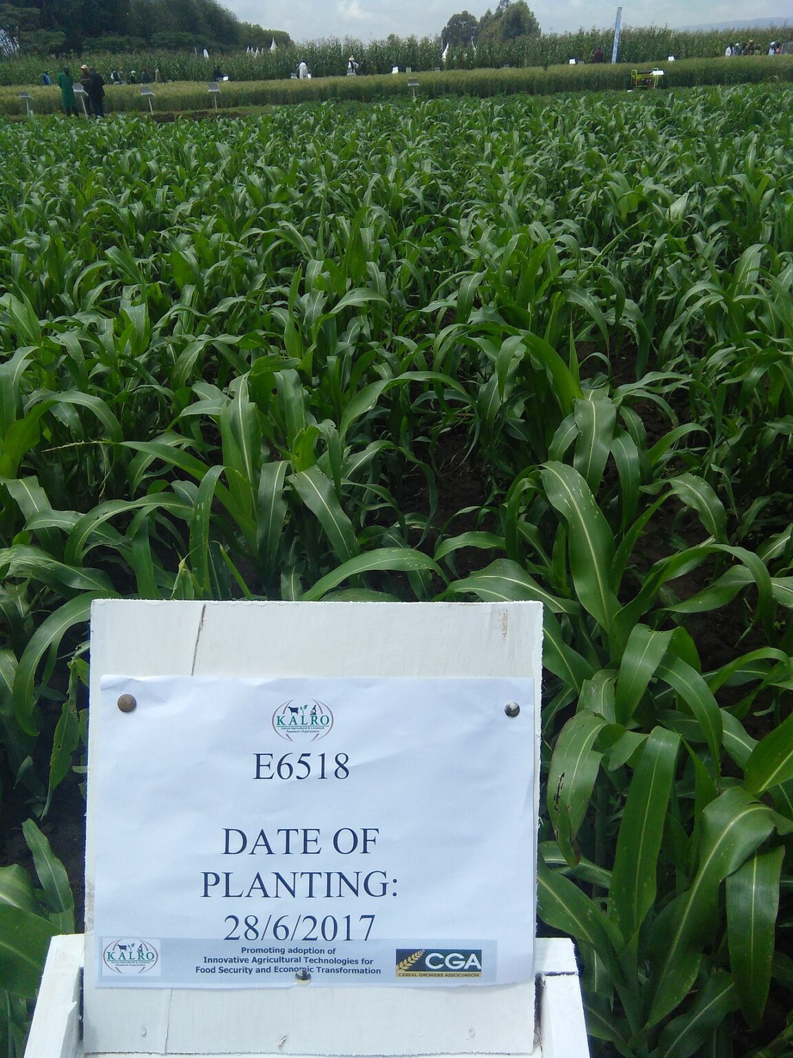 Maize farming in Kenya agricultural development