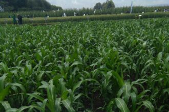 Maize farming in Kenya agricultural development