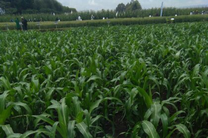 Maize farming in Kenya agricultural development