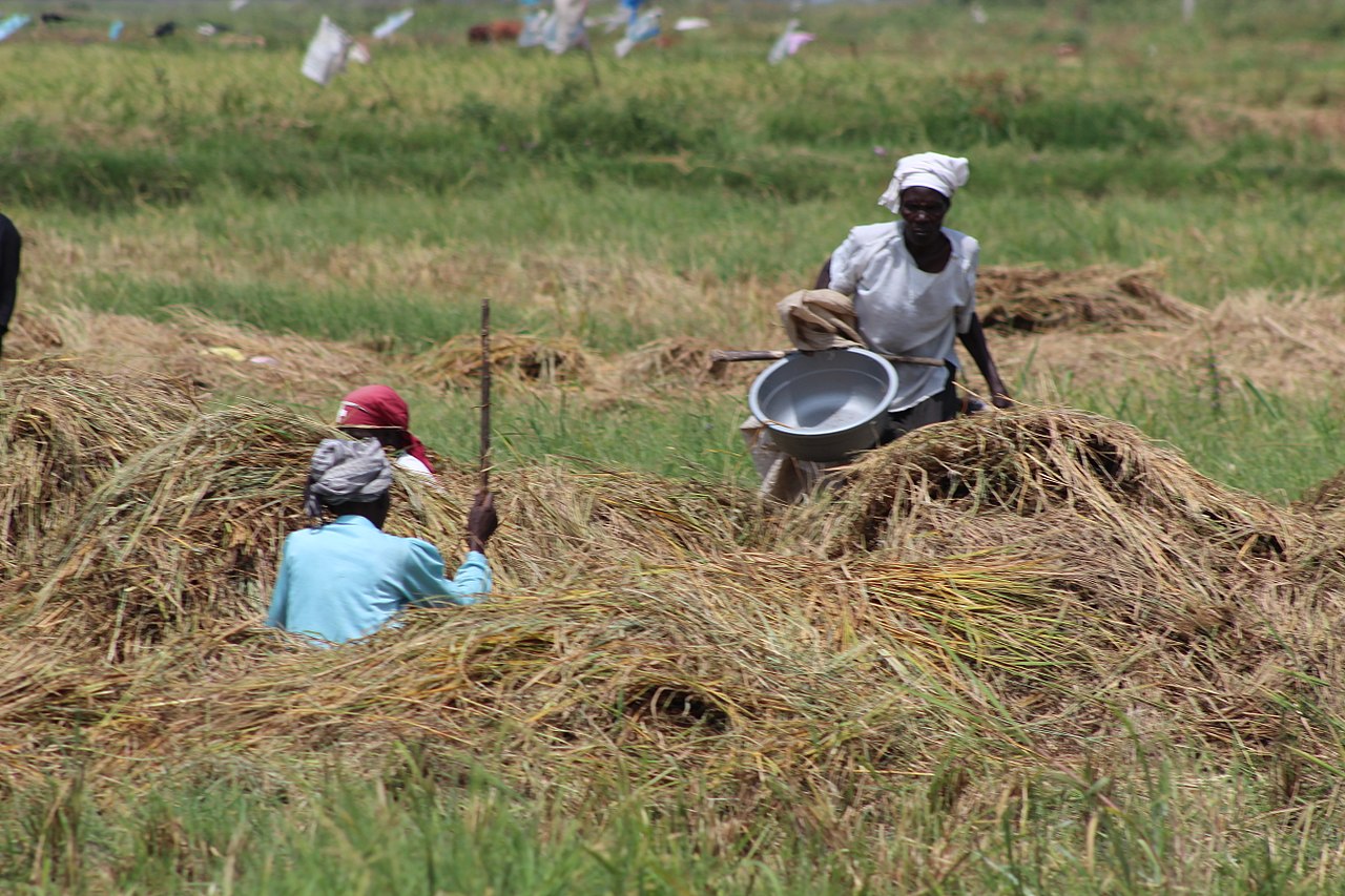 Rice farm irrigation