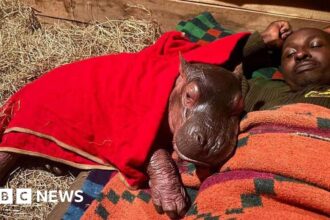 Baby hippopotamus being cared for at a Kenya wildlife sanctuary