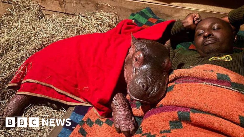 Baby hippopotamus being cared for at a Kenya wildlife sanctuary